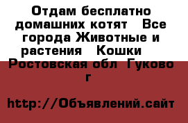 Отдам бесплатно домашних котят - Все города Животные и растения » Кошки   . Ростовская обл.,Гуково г.